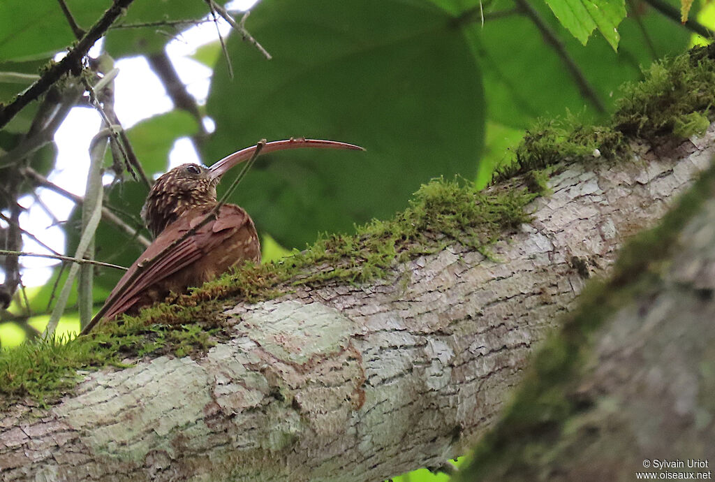 Red-billed Scythebilladult