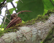 Red-billed Scythebill