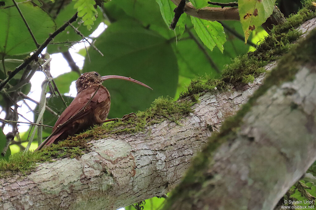 Red-billed Scythebill