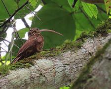 Red-billed Scythebill