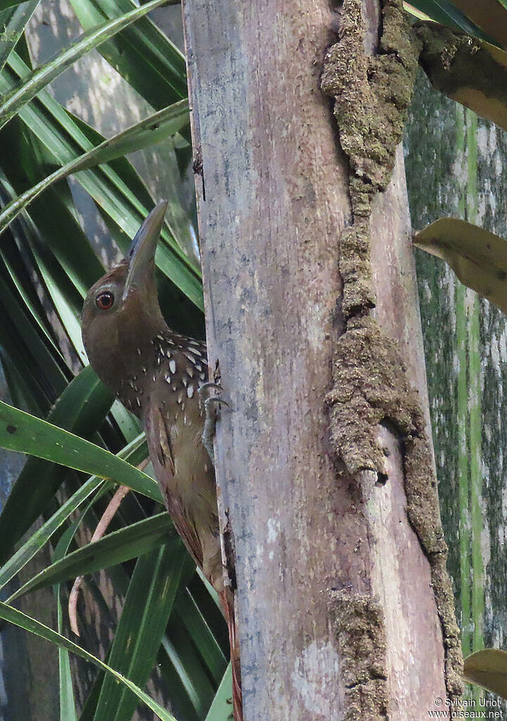 Cinnamon-throated Woodcreeperadult