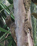 Cinnamon-throated Woodcreeper