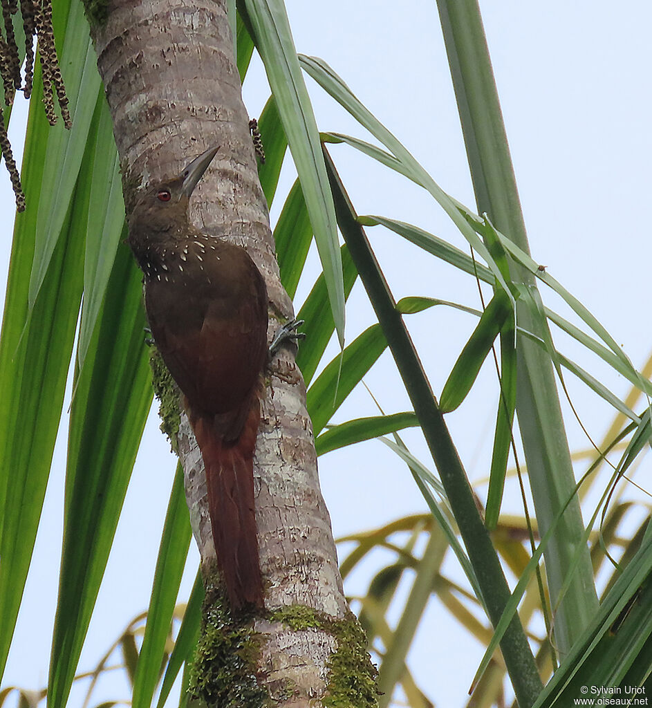 Cinnamon-throated Woodcreeperadult