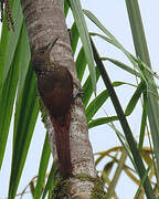 Cinnamon-throated Woodcreeper