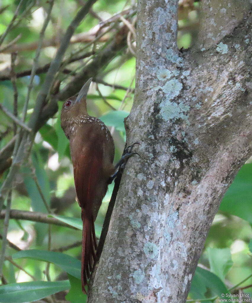 Cinnamon-throated Woodcreeperadult