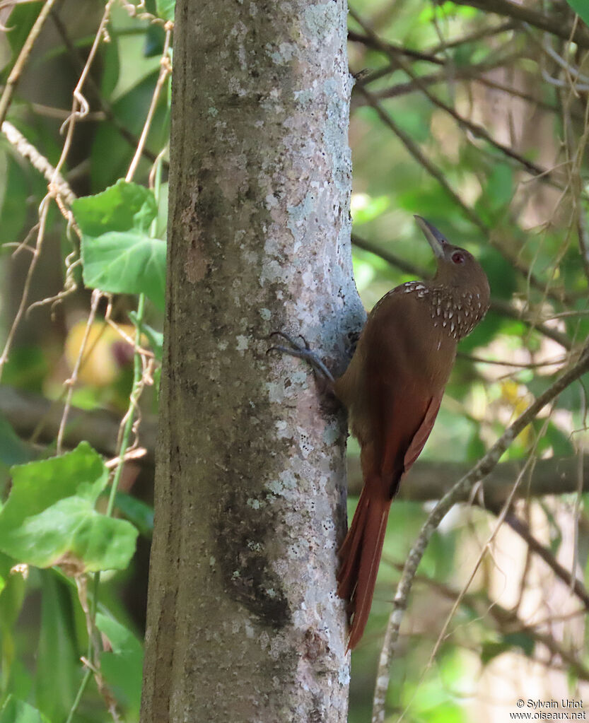Cinnamon-throated Woodcreeperadult