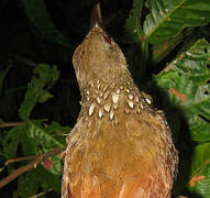 Cinnamon-throated Woodcreeper