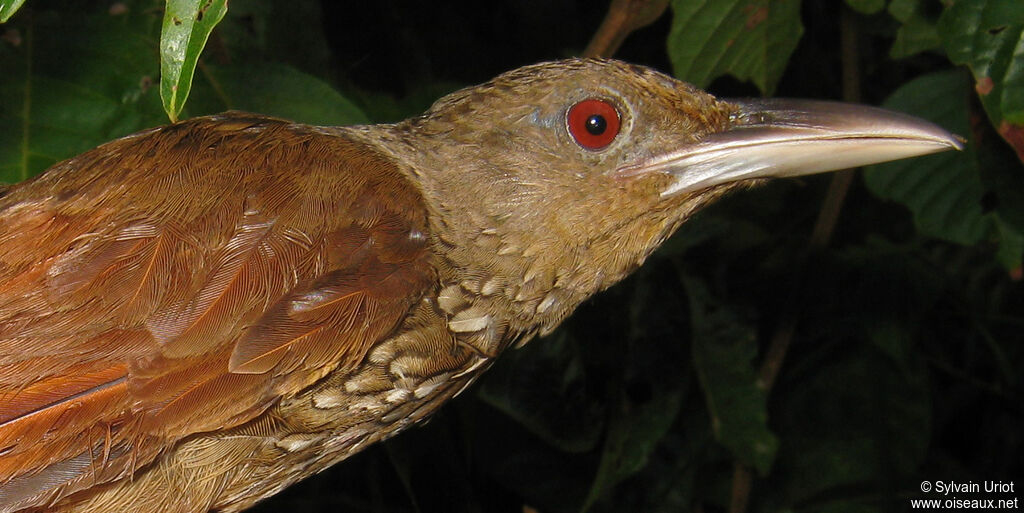 Cinnamon-throated Woodcreeper