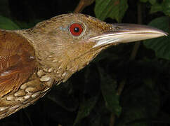 Cinnamon-throated Woodcreeper