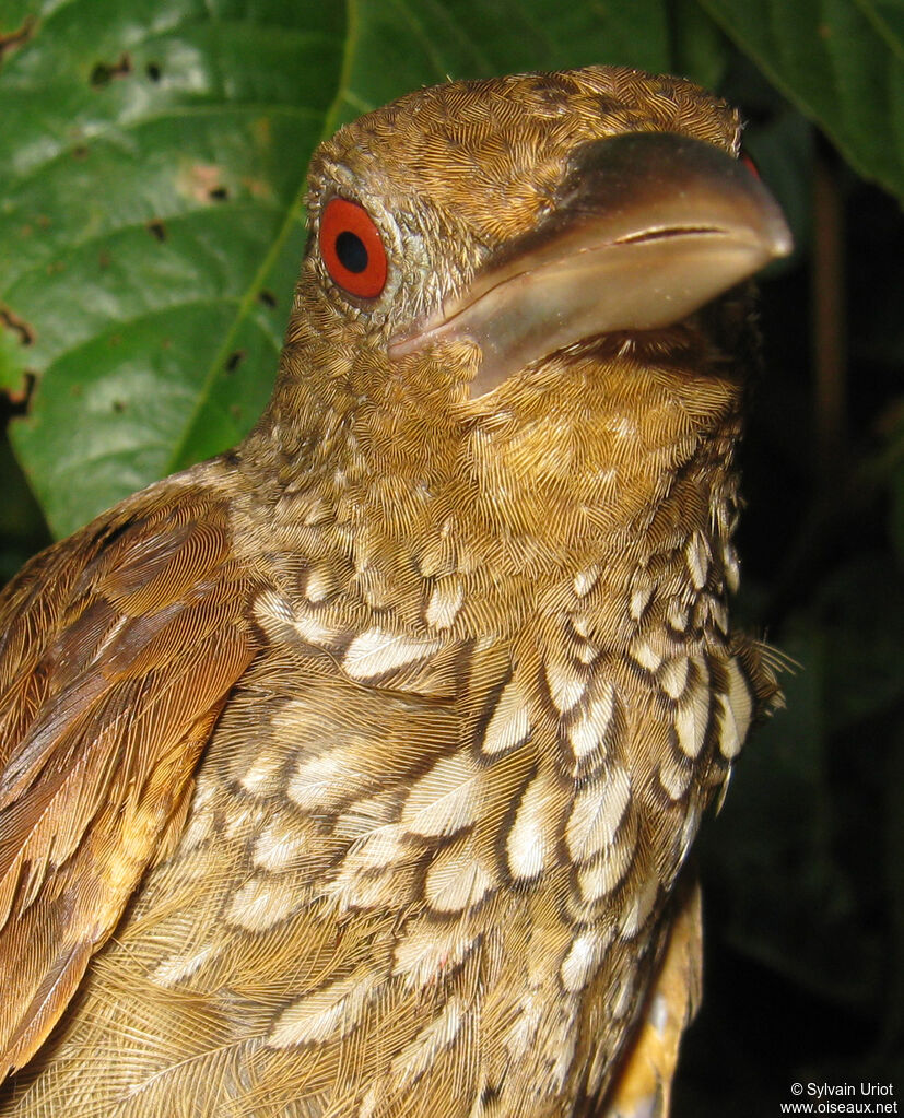 Cinnamon-throated Woodcreeper