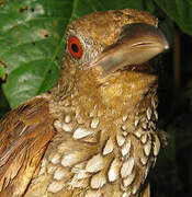 Cinnamon-throated Woodcreeper