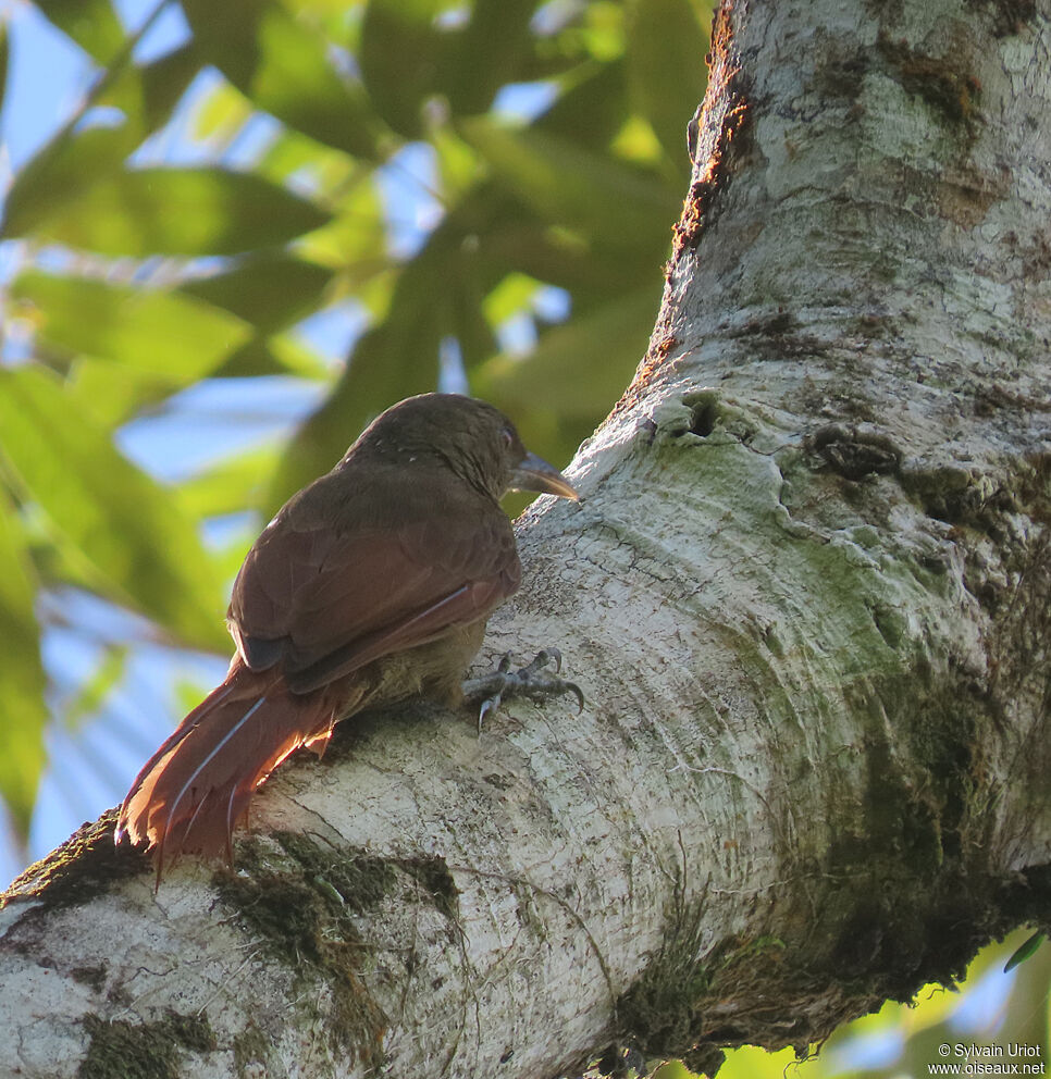 Cinnamon-throated Woodcreeperadult