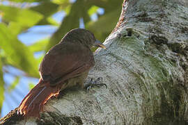 Cinnamon-throated Woodcreeper