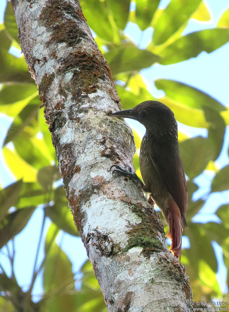 Cinnamon-throated Woodcreeperadult