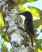 Cinnamon-throated Woodcreeper