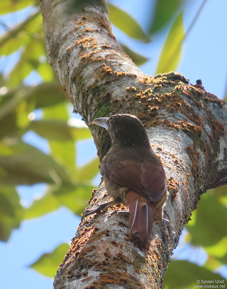 Cinnamon-throated Woodcreeperadult