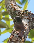 Cinnamon-throated Woodcreeper