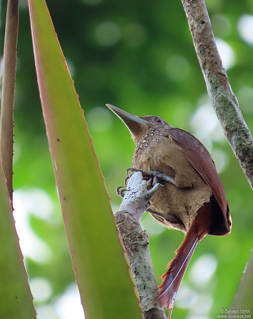 Cinnamon-throated Woodcreeperadult