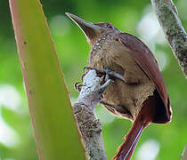 Cinnamon-throated Woodcreeper