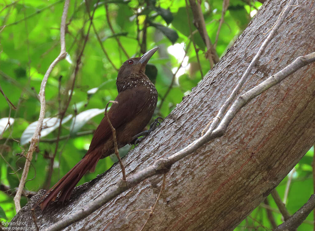 Cinnamon-throated Woodcreeperadult, identification