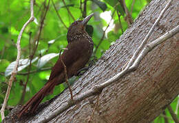 Cinnamon-throated Woodcreeper