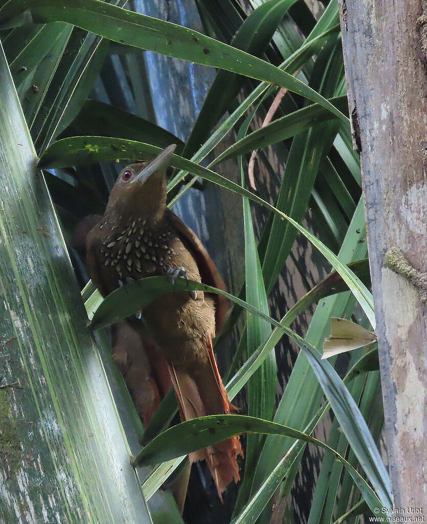 Cinnamon-throated Woodcreeperadult