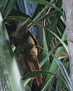 Cinnamon-throated Woodcreeper