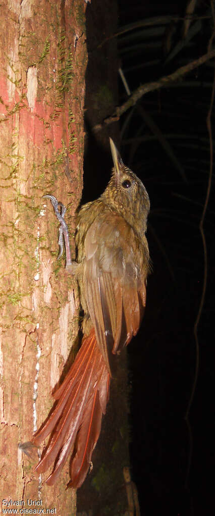 Spot-throated Woodcreeperadult, identification