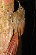 Spot-throated Woodcreeper