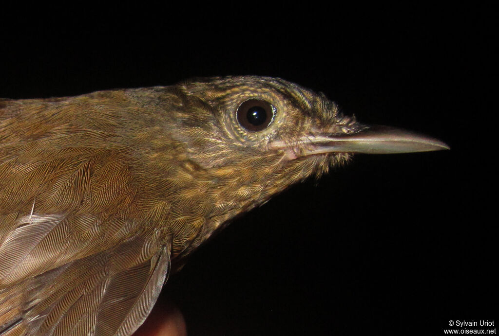 Spot-throated Woodcreeperadult