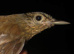 Spot-throated Woodcreeper