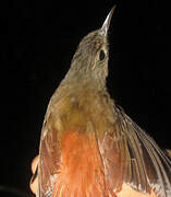 Spot-throated Woodcreeper