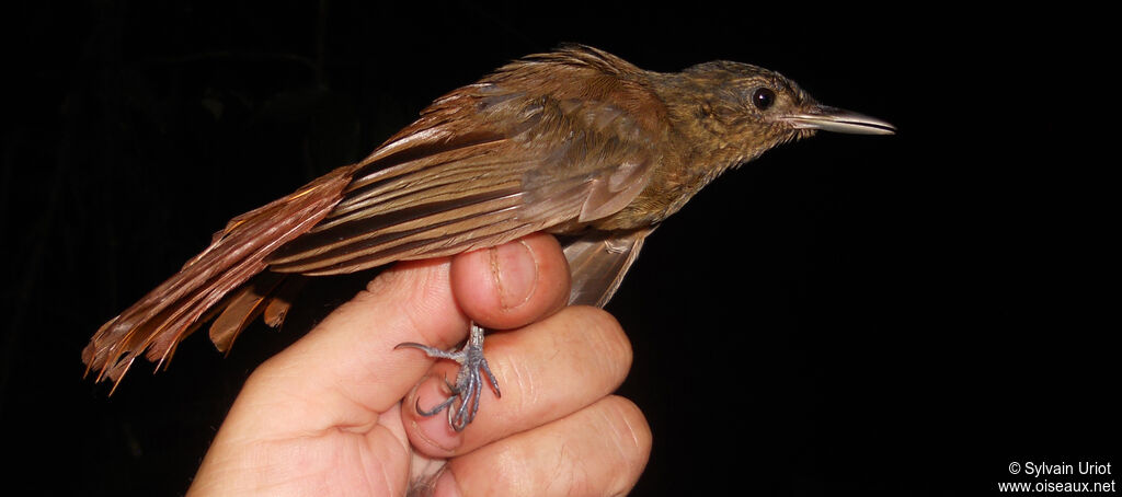 Spot-throated Woodcreeper