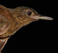 Spot-throated Woodcreeper