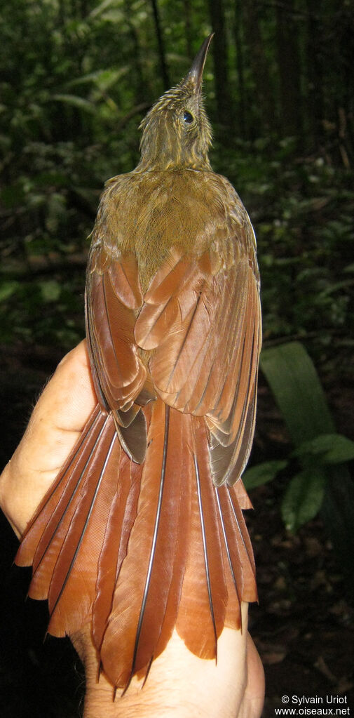 Long-tailed Woodcreeper