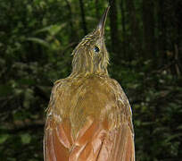 Long-tailed Woodcreeper