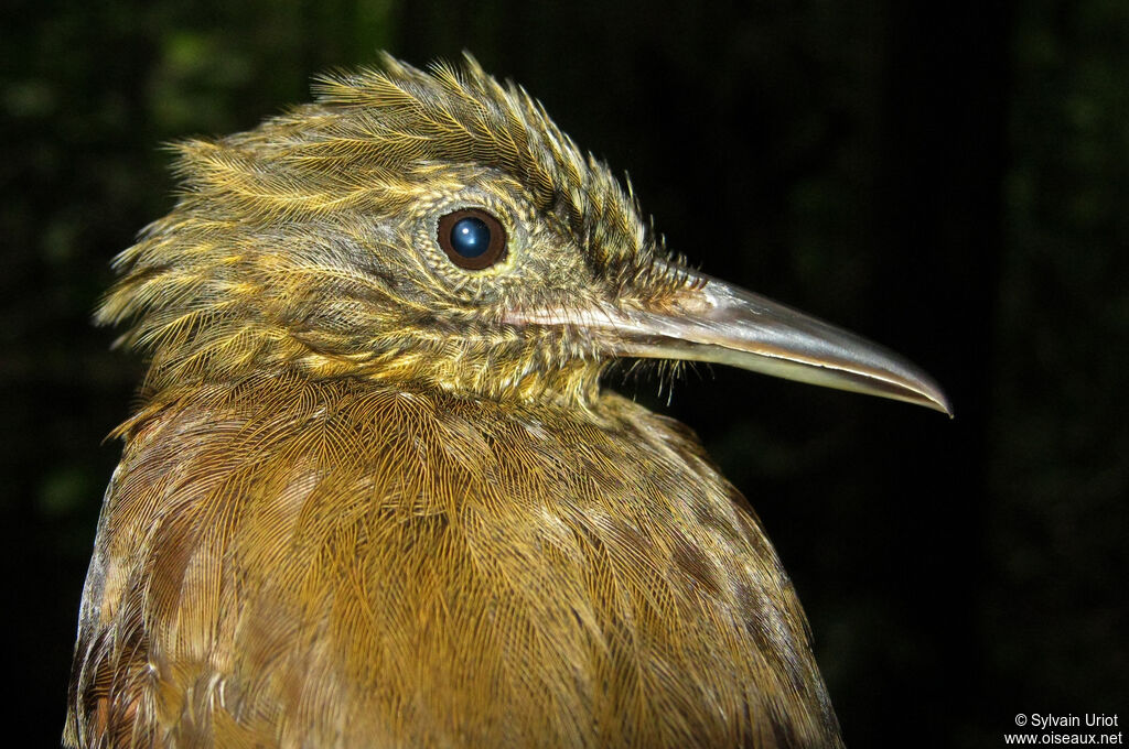 Northern Long-tailed Woodcreeper