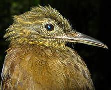 Northern Long-tailed Woodcreeper