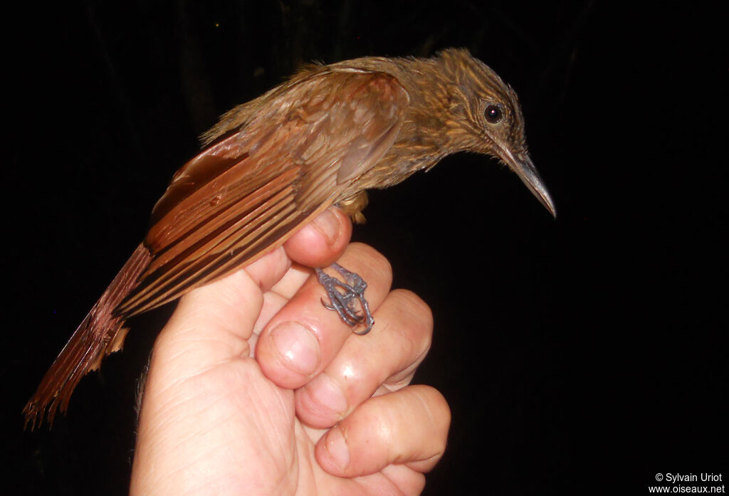 Long-tailed Woodcreeper