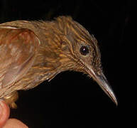 Northern Long-tailed Woodcreeper