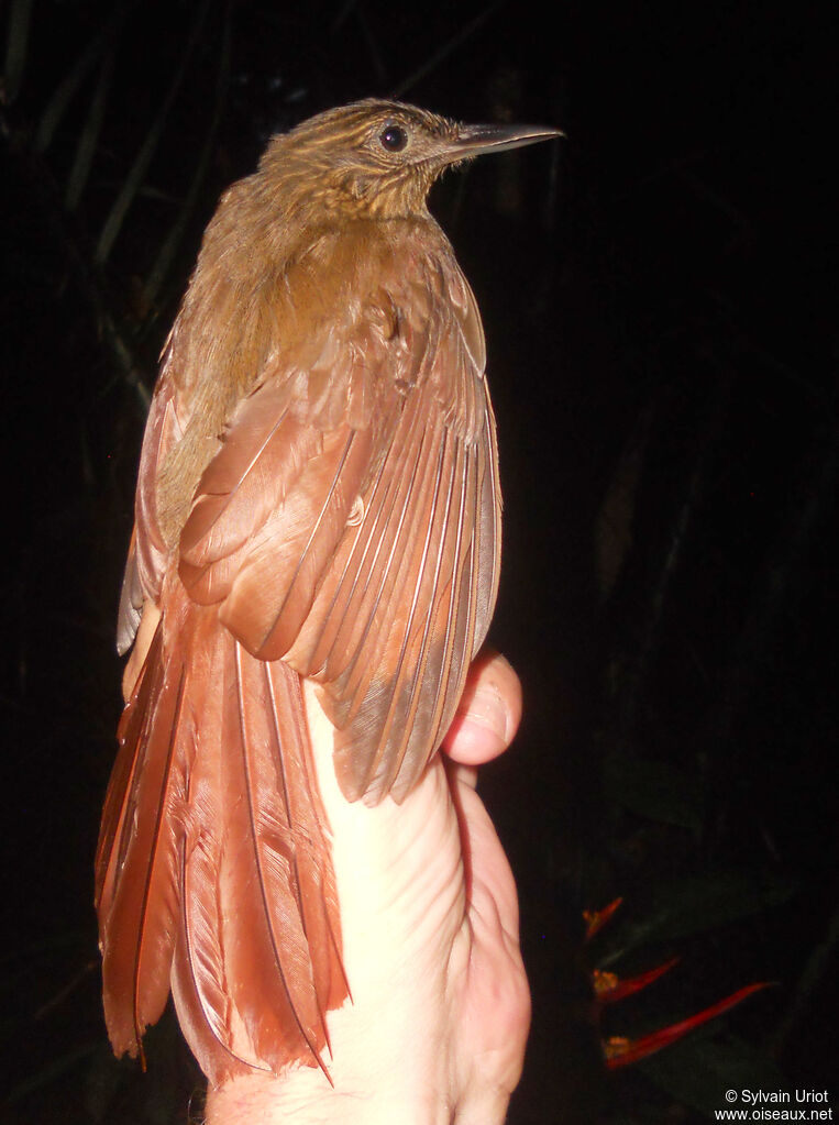 Long-tailed Woodcreeper