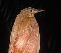 Long-tailed Woodcreeper