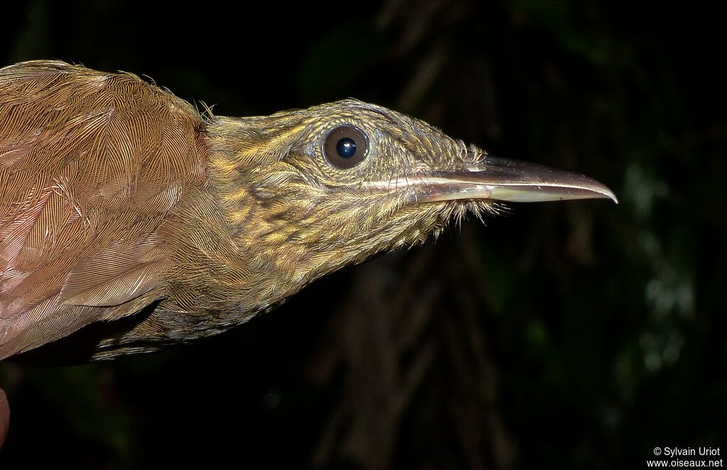 Long-tailed Woodcreeper