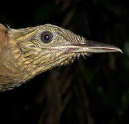 Long-tailed Woodcreeper