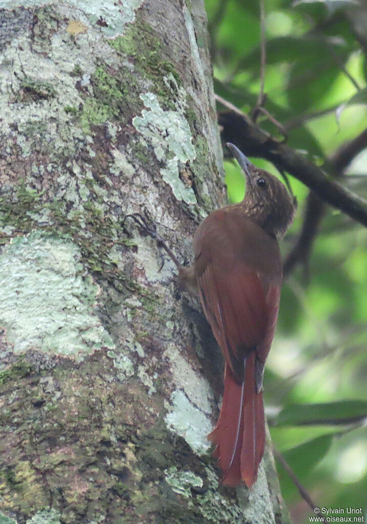 Northern Long-tailed Woodcreeperadult