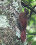 Northern Long-tailed Woodcreeper