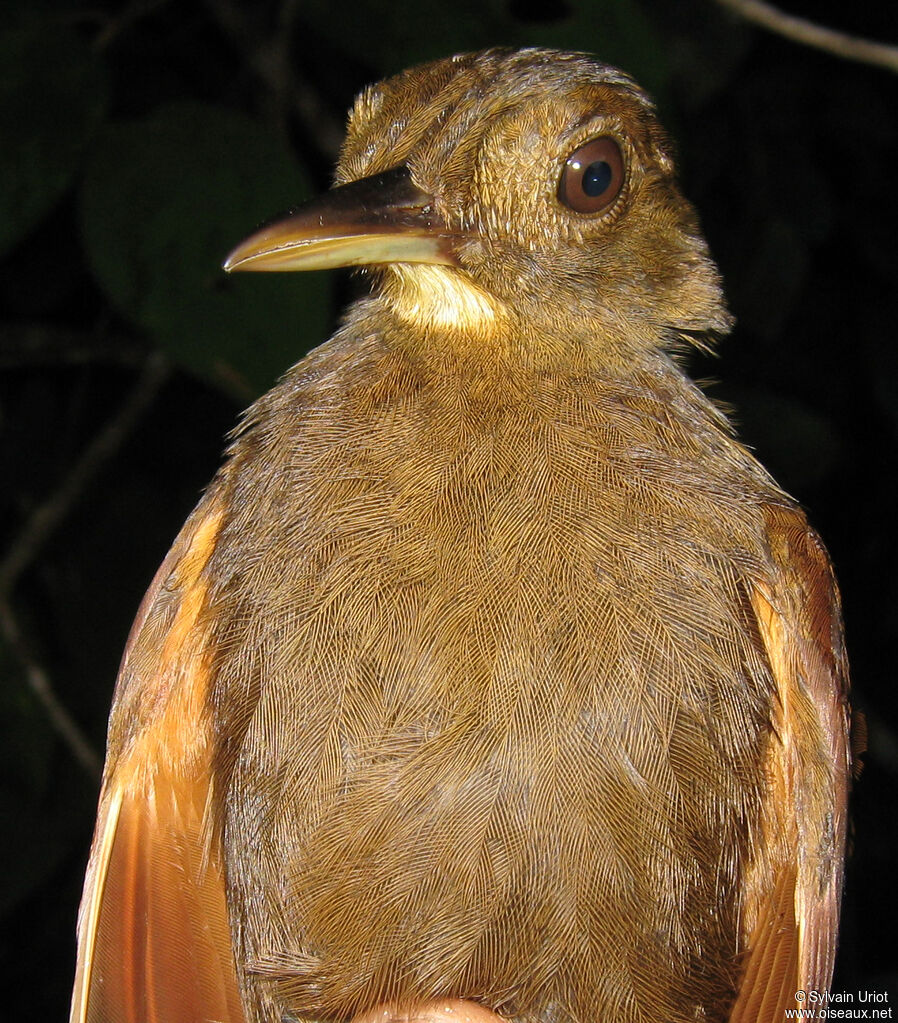 White-chinned Woodcreeperadult