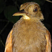 White-chinned Woodcreeper