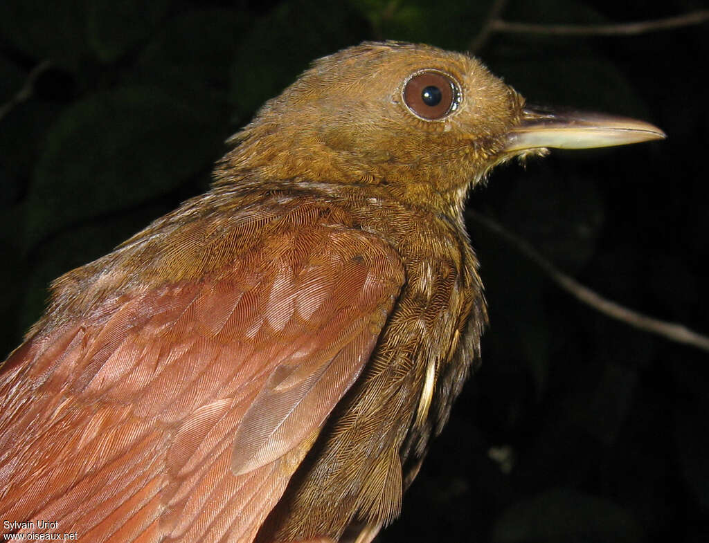 White-chinned Woodcreeper, aspect