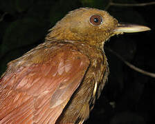 White-chinned Woodcreeper